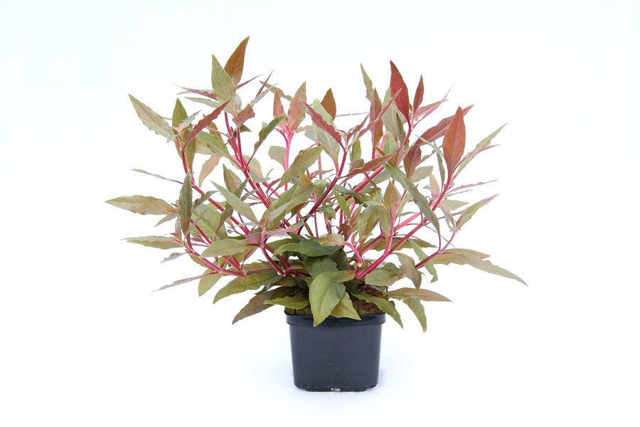 Alternanthera reineckii 'Red' XXL-Schaupflanze