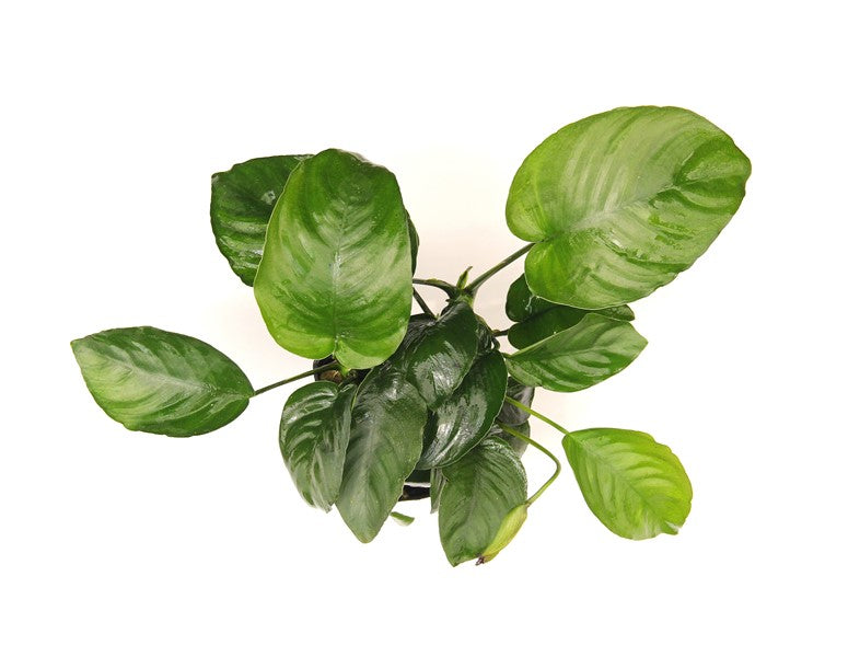 Anubias barteri XXL-Schaupflanze