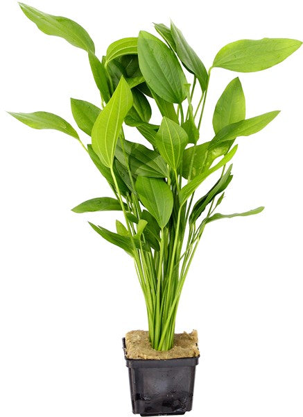 Echinodorus argentinensis Schaupflanze