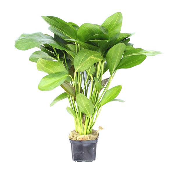 Echinodorus Ozelot Schaupflanze