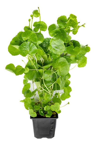 Hydrocotyle leucocephala XXL-Schaupflanze