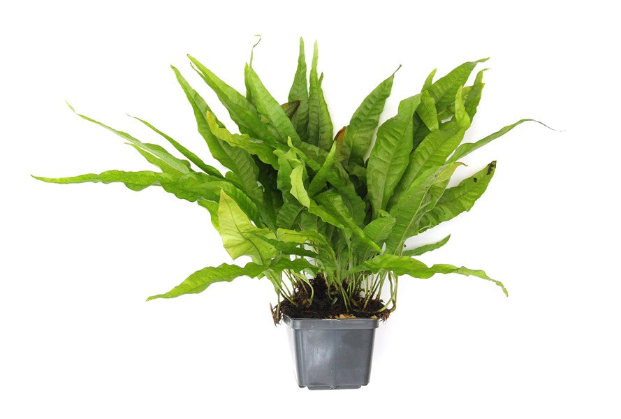 Microsorum pteropus XXL-Schaupflanze