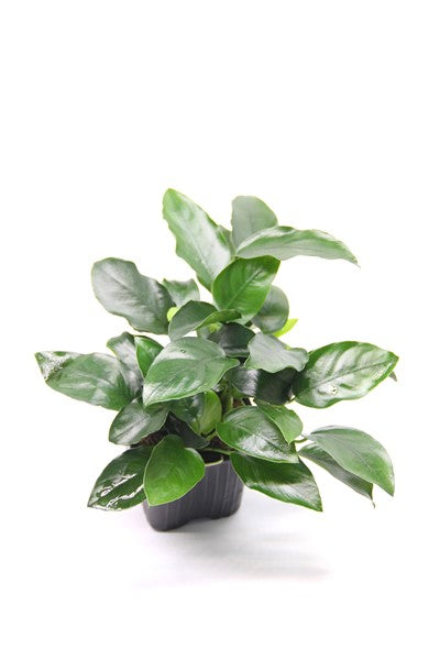 Anubias nana 'Bigfoot' XL-Schaupflanze