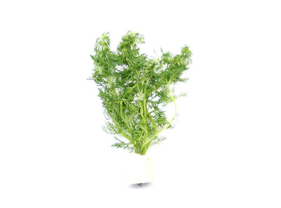 Limnophila sessiliflora Bund