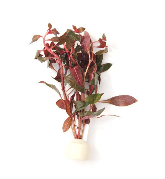 Ludwigia repens Bund
