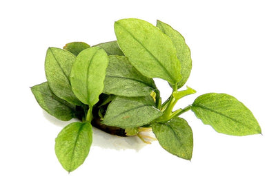 Anubias nana ´Jade´