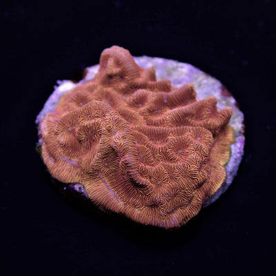 Leptoseris spp. (Premium) (frag) NZ