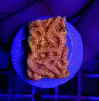 Leptoseris spp. (Ultra) (frag) NZ