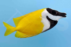 Fuchsgesicht (Siganus vulpinus)