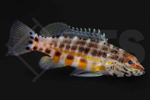 Laternen Sägebarsch (Serranus baldwini)