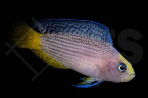 Pracht Zwergbarsch (Manonichthys splendens)
