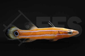 Flachkopf Sägebarsch (Rainfordia opercularis)