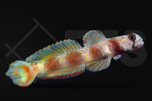 Hafengrundel (Amblyeleotris latifasciata)