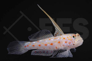 Sichelgrundel (Ctenogobiops tangaroai)