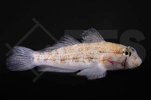 Goldpunktgrundel (Gnatholepis thompsoni)