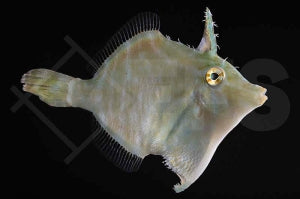 Radial Feilenfisch (Acreichthys radiatus)