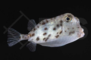 Nashorn Kofferfisch (Ostracion rhinorhynchos)