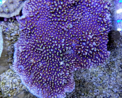 Montipora danae (Colored polyp)
