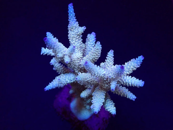 Acropora spp. (Maricultured) (Premium)