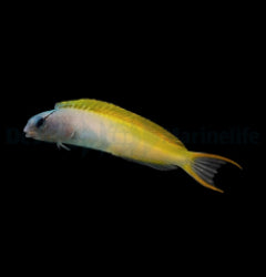 Meiacanthus atrodorsalis - T.B.