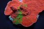 Montipora foliosa (Grafted)