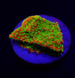 Montipora spp. (Reverse Sunset) (frag) NZ