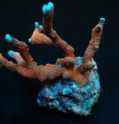 Montipora spp. (Branched) (Red polyp) (frag) NZ