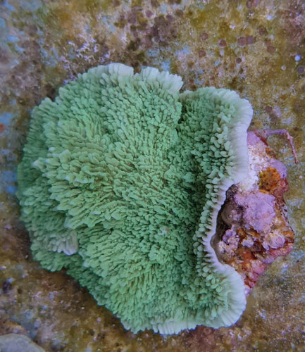 Montipora spp. (Laminar) (Green)