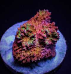 Mycedium spp. (Ultra) (frag) NZ
