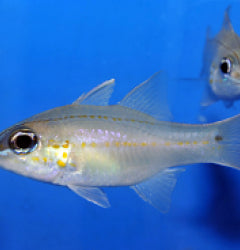 Ostorhinchus chrysopomus - T.B.