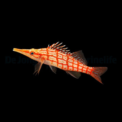 Langschnäuziger Korallenwächter (Oxycirrhites typus)