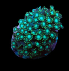 Alveopora spp. (Green) (frag) NZ