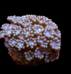 Alveopora spp. (frag) NZ