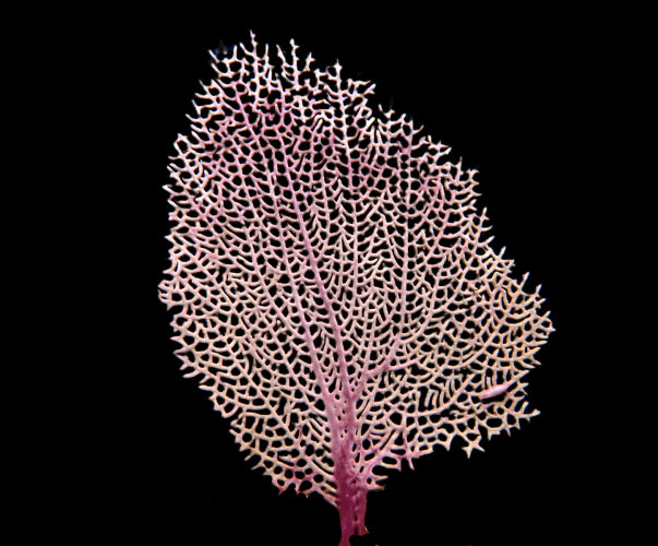 Gorgonia ventalina