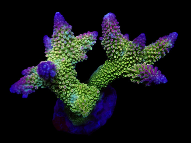 Acropora robusta