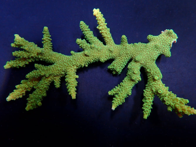 Acropora solitaryensis (Green Hairy Monster)