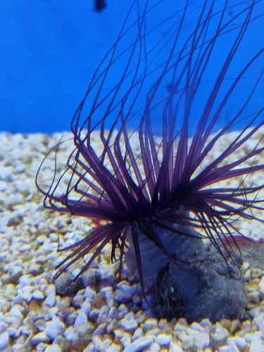 Pachycerianthus spp. (Dark)
