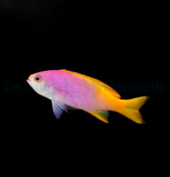 Pseudanthias pictilis (female) x