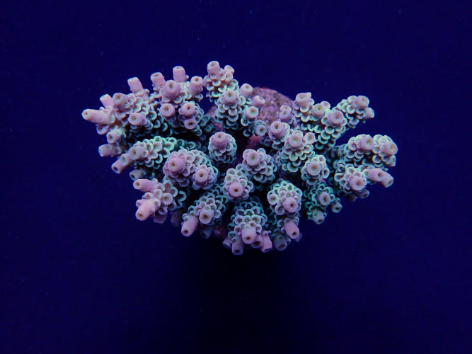 Acropora tenuis (Greenish)