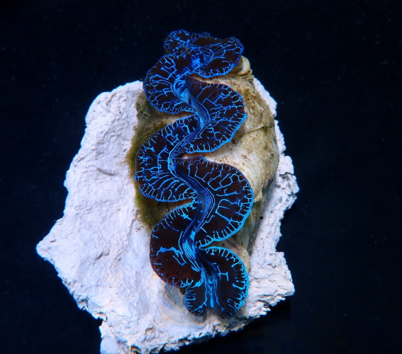 Tridacna maxima (Blue) (Ultra) (Pacific)