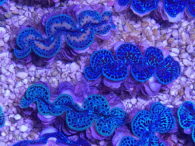 Tridacna maxima (Blue) (Ultra) (Pacific)