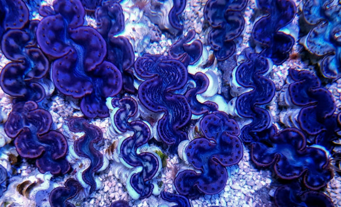 Tridacna maxima (Pink-Purple)