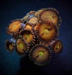 Zoanthus spp. (Halle Berry) (frag) NZ