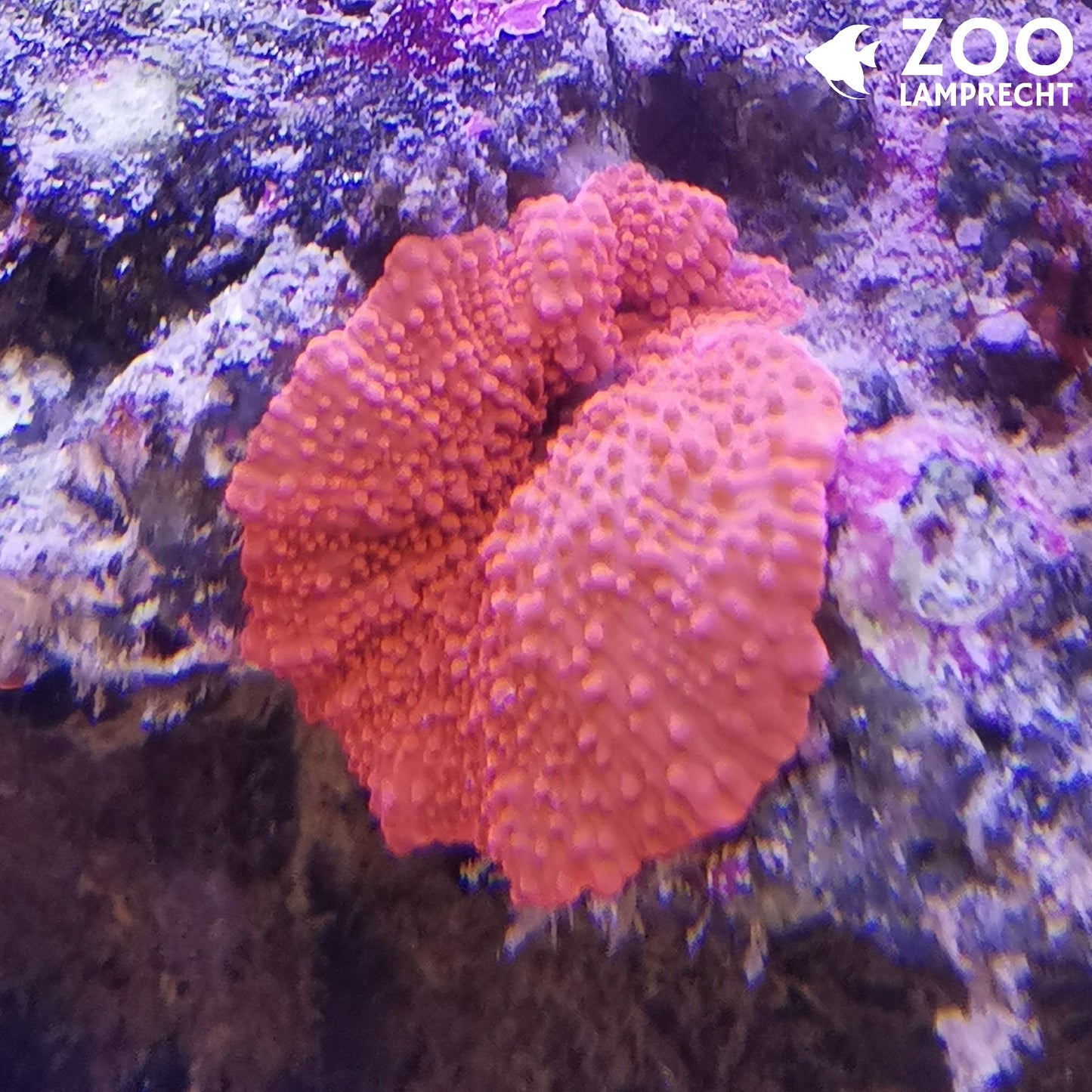 Scheibenanemone Rot