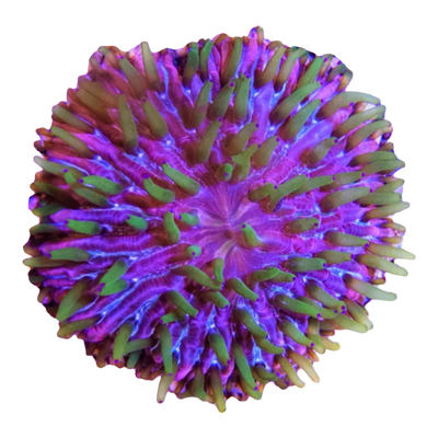 Fungia fungites "Tricolor"