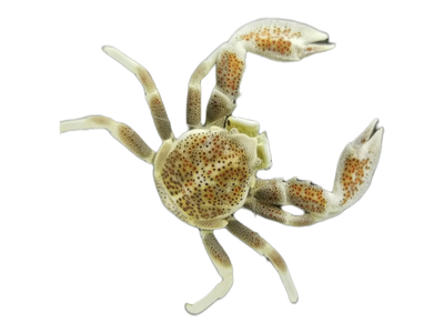 Anemonenkrabbe
