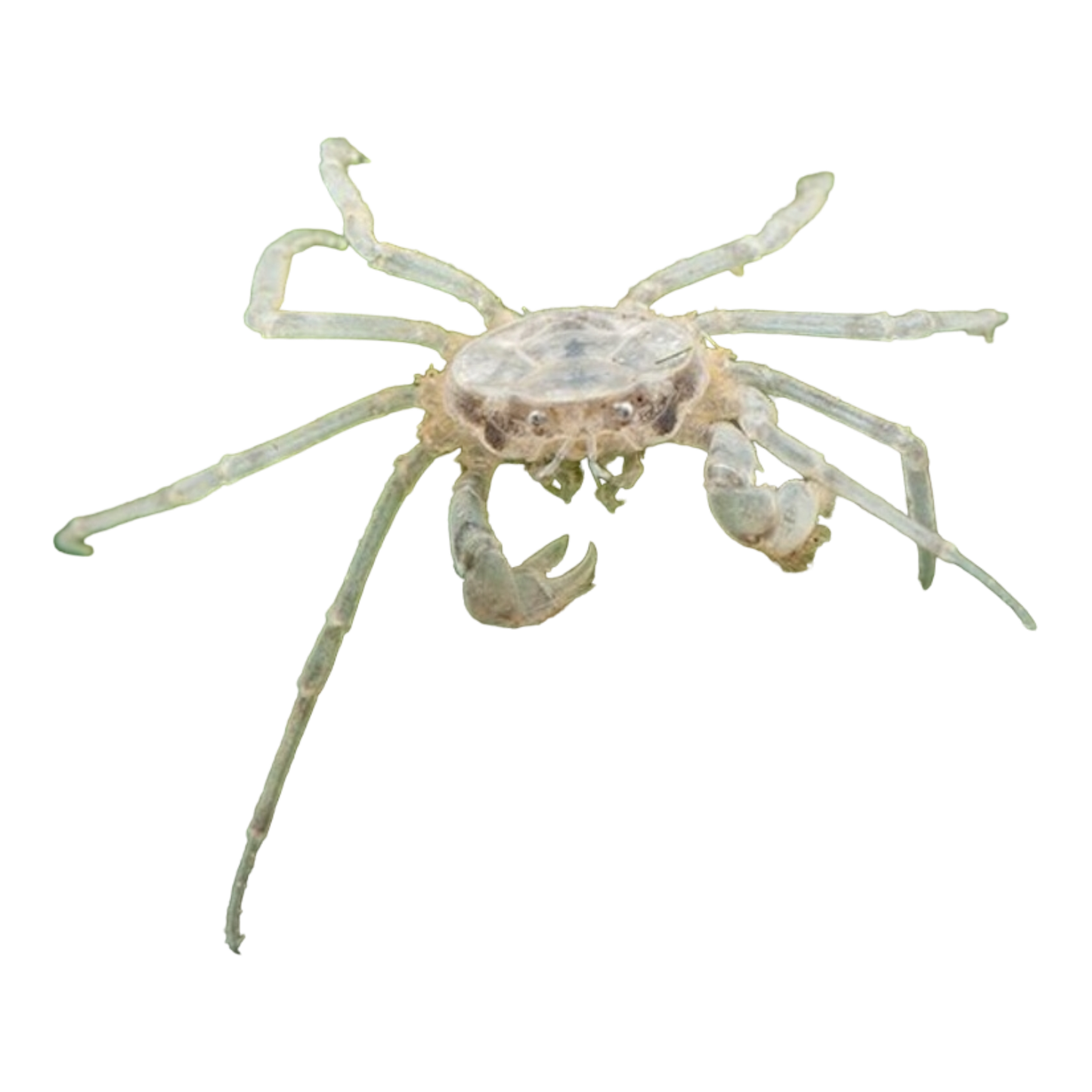 Microkrabbe - Limnopilos naiyanetri