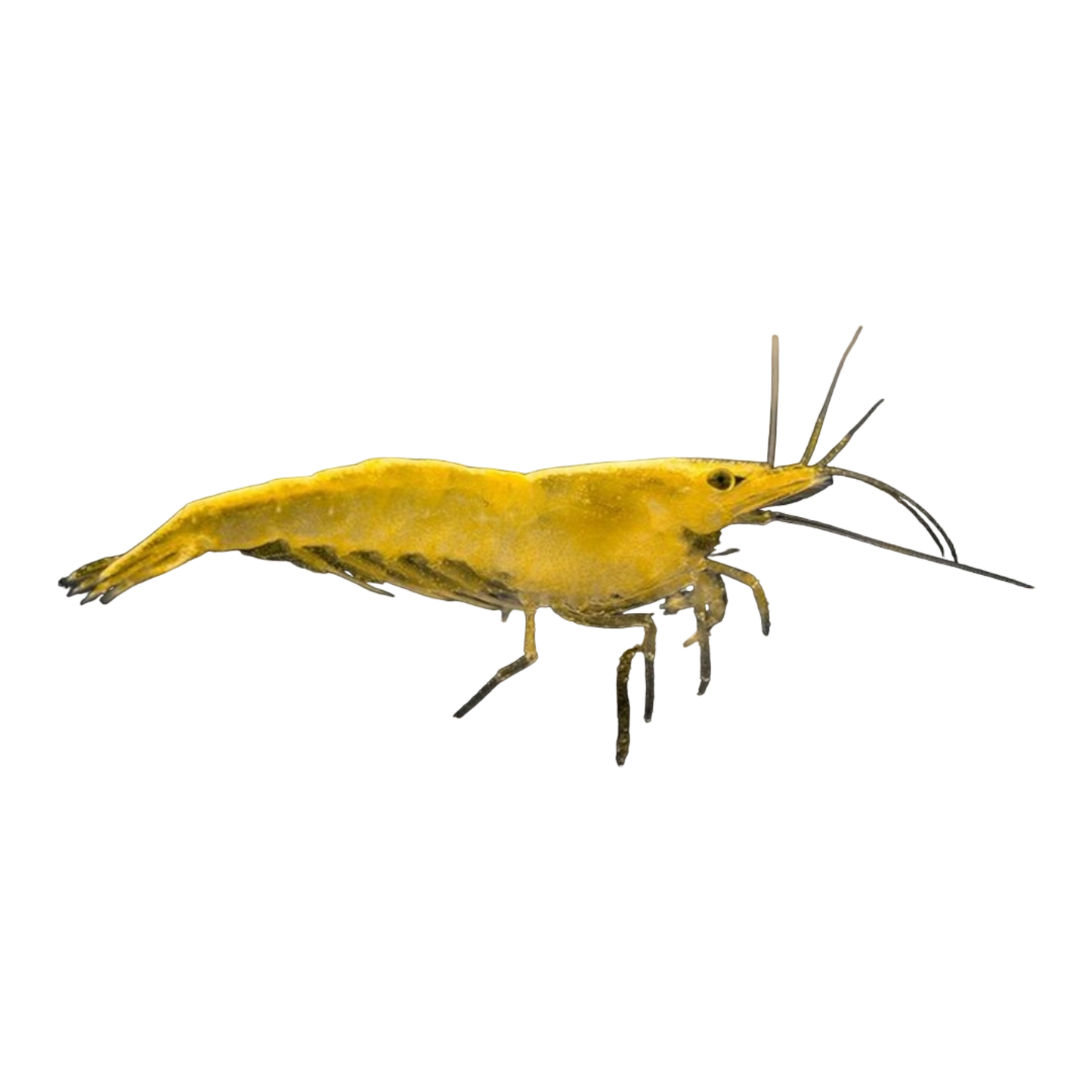 Gelbe Zwerggarnele - Neocaridina sp.