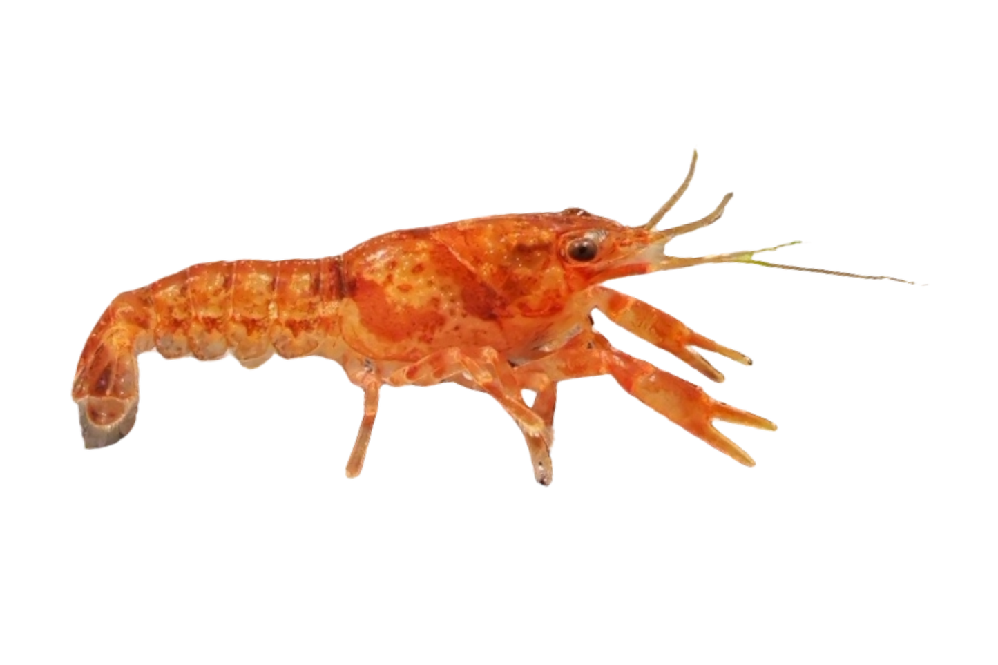 CPO Zwergflusskrebs - Cambarellus patzcuarensis