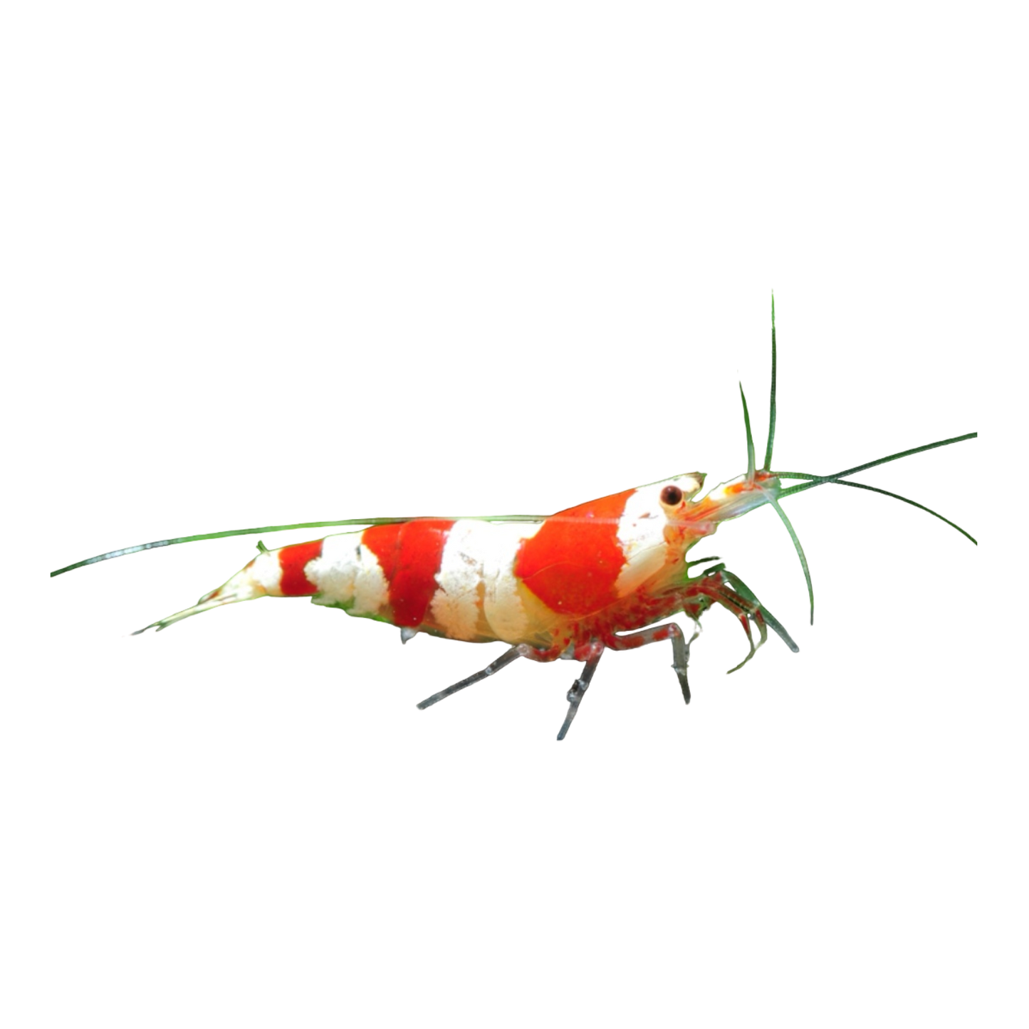 Red Bee Zwerggarnele - Caridinia logemanni